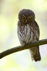 142 Sperlingskauz - Glaucidium passerinum