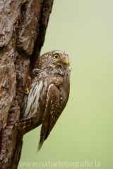 158 Sperlingskauz - Glaucidium passerinum