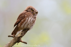 148 Sperlingskauz - Glaucidium passerinum