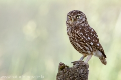 194 Steinkauz - Athene noctua