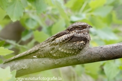 1 Ziegenmelker - Caprimulgus europaeus