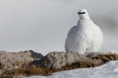 14 Alpenschneehuhn - Lagopus muta