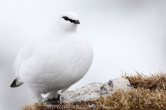 23 Alpenschneehuhn - Lagopus muta