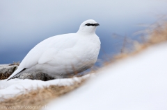 25 Alpenschneehuhn - Lagopus muta