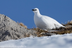 15 Alpenschneehuhn - Lagopus muta