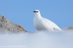 16 Alpenschneehuhn - Lagopus muta