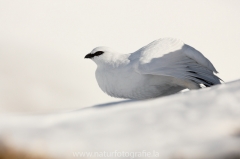 17 Alpenschneehuhn - Lagopus muta