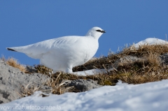 19 Alpenschneehuhn - Lagopus muta