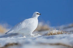 20 Alpenschneehuhn - Lagopus muta