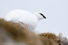 21 Alpenschneehuhn - Lagopus muta