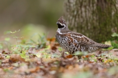 1 Haselhuhn - Tetrastes bonasia