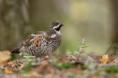 10 Haselhuhn - Tetrastes bonasia