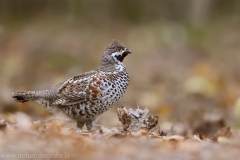 3 Haselhuhn - Tetrastes bonasia