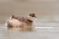 69 Zwergtaucher - Tachybaptus ruficollis