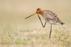 24 Uferschnepfe - Limosa limosa