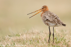 25 Uferschnepfe - Limosa limosa