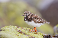 Steinwälzer - Arenaria interpres - ruddy turnstone