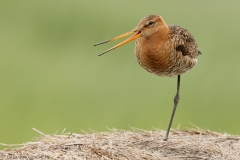 27 Uferschnepfe - Limosa limosa