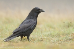 51 Kolkrabe - Corvus corax
