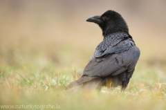 27 Kolkrabe - Corvus corax