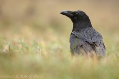 28 Kolkrabe - Corvus corax