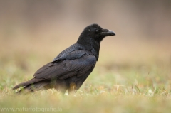 29 Kolkrabe - Corvus corax