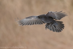 61 Kolkrabe - Corvus corax