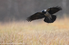 30 Nebelkrähe - Corvus (corone) cornix