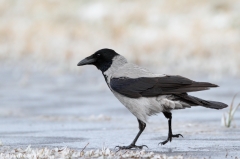 31 Nebelkrähe - Corvus (corone) cornix