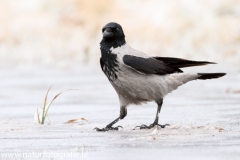 32 Nebelkrähe - Corvus (corone) cornix