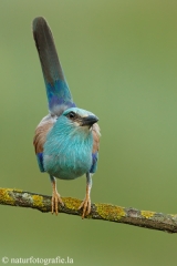 4 Blauracke - Coracias garrulus