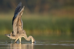 38 Graureiher - Ardea cinerea