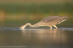 42 Graureiher - Ardea cinerea