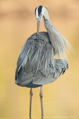 125 Kanadareiher - Ardea herodias