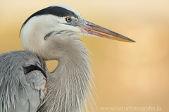 127 Kanadareiher - Ardea herodias