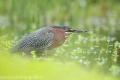 102 Grünreiher - Butorides virescens