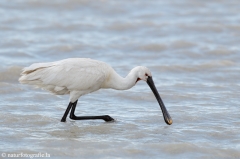 94 Löffler - Platalea leucorodia