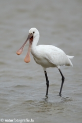 96 Löffler - Platalea leucorodia