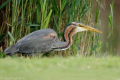 36 Purpurreiher - Ardea purpurea