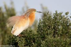 76 Rallenreiher - Ardeola ralloides