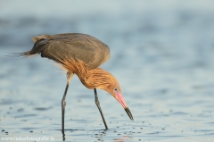 122 Rötelreiher - Egretta rufescens