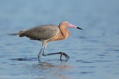 123 Rötelreiher - Egretta rufescens