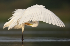 45 Silberreiher - Egretta alba