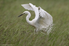 61 Silberreiher - Egretta alba