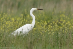 62 Silberreiher - Egretta alba