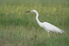 65 Silberreiher - Egretta alba