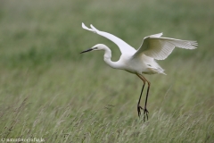 66 Silberreiher - Egretta alba