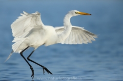 67 Silberreiher - Egretta alba