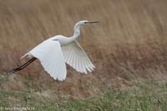 68 Silberreiher - Egretta alba