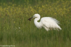 71 Silberreiher - Egretta alba